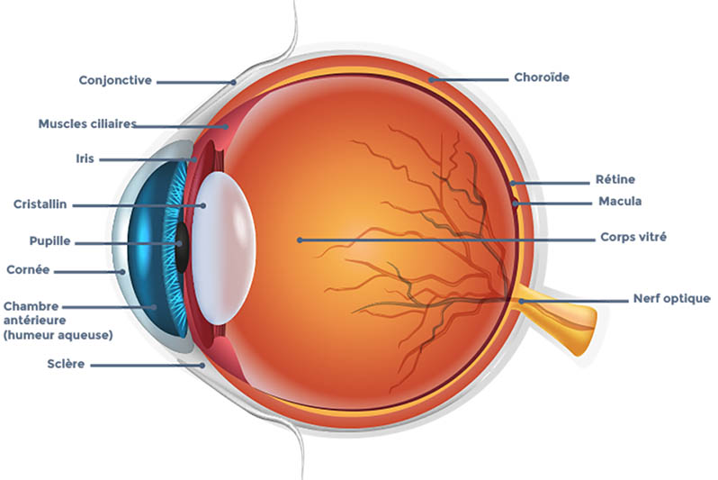 anatomie de l'oeil Ophtara