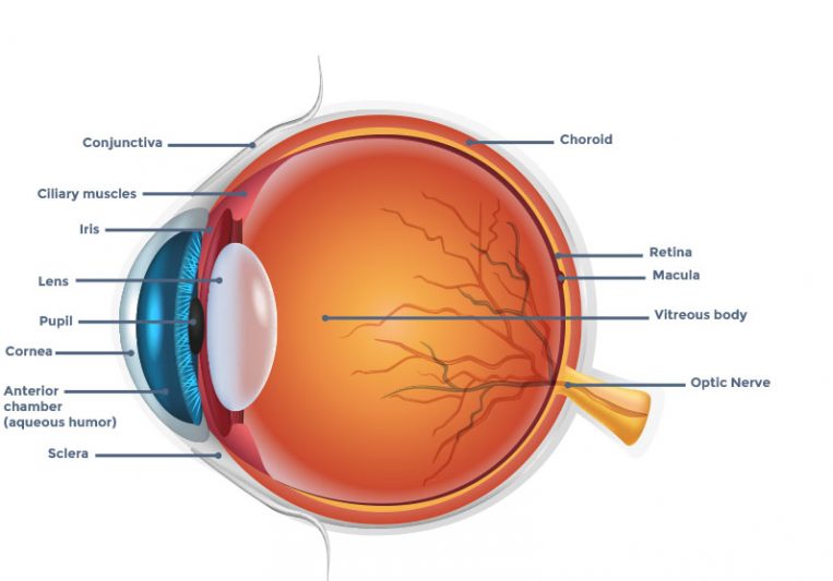 Schema anatomie de l'oeil anglais ophtara